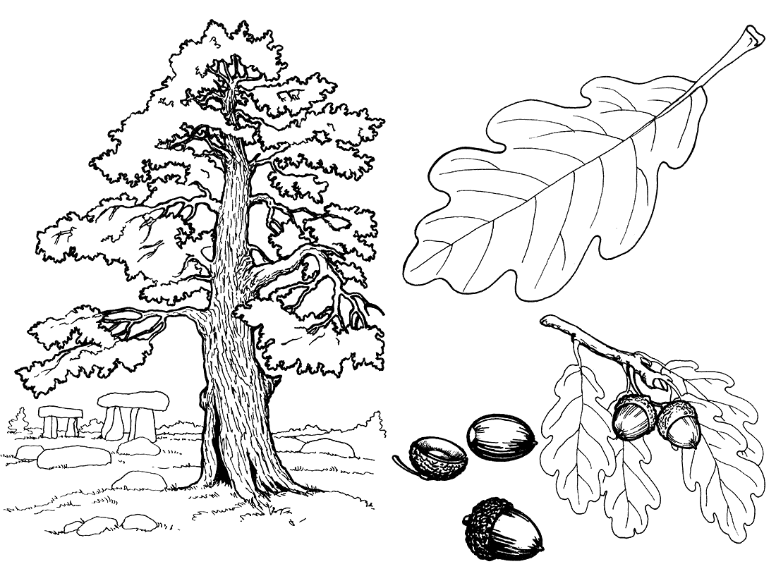 Дуб: дерево, листья, желуди