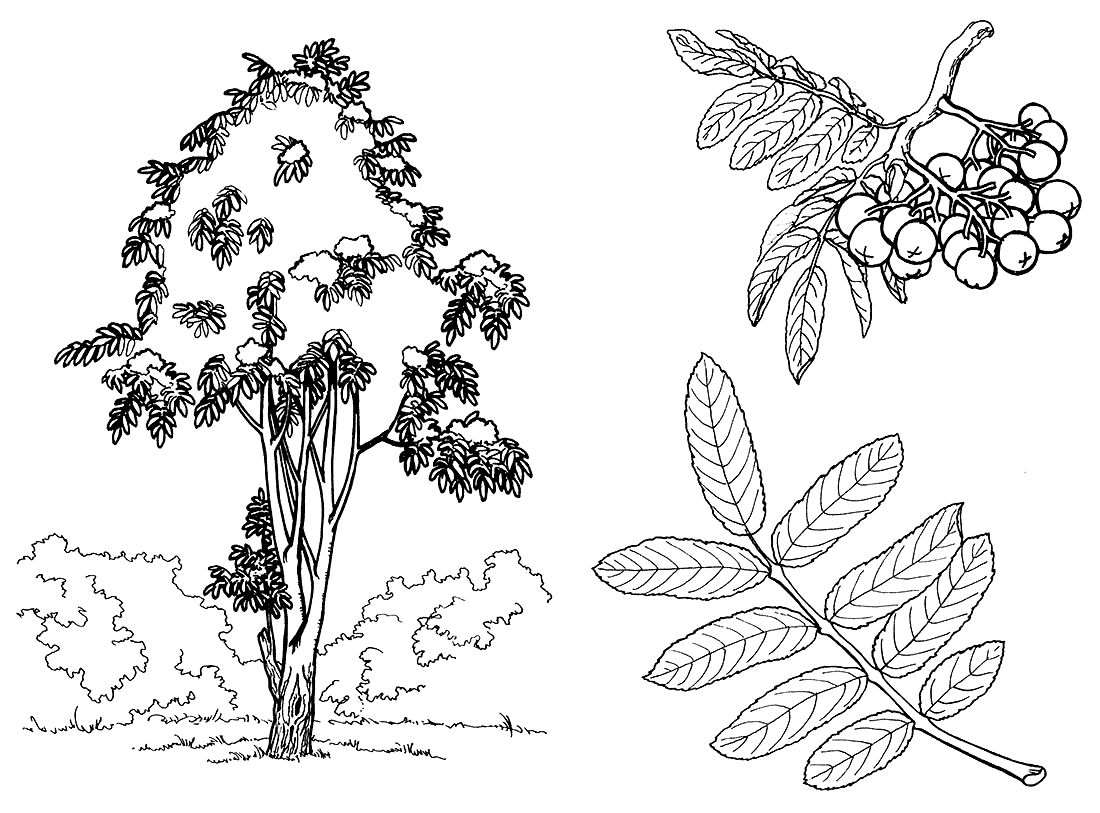 Рябина дерево лист плод