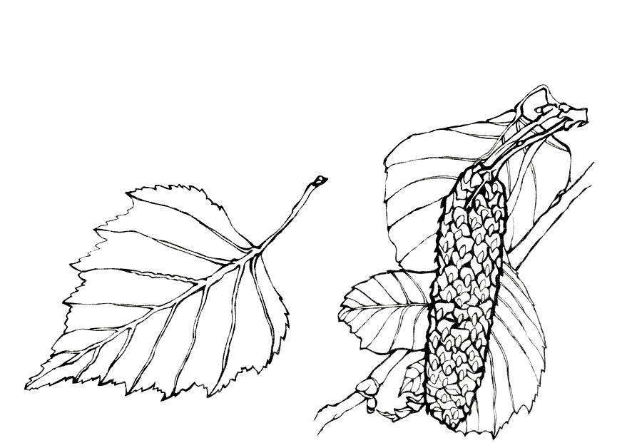 Лист Березы Фото Рисунок