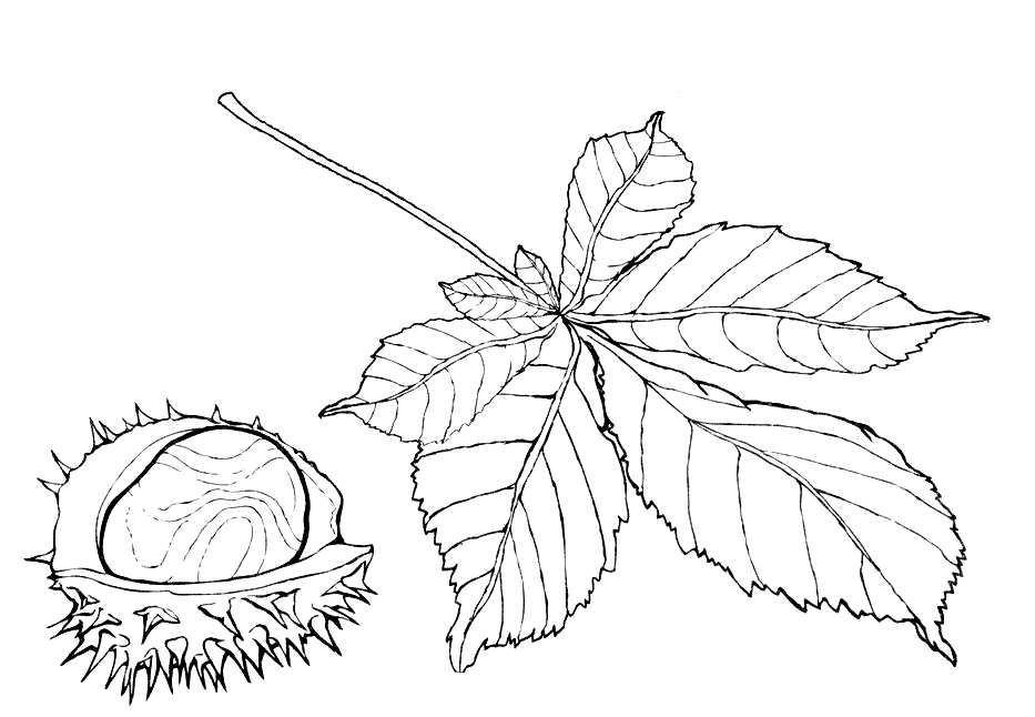 Рисунок ветка каштана