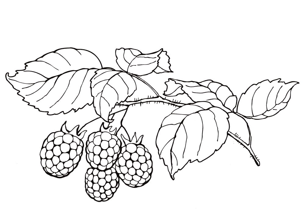 Раскраска малина ягода распечатать