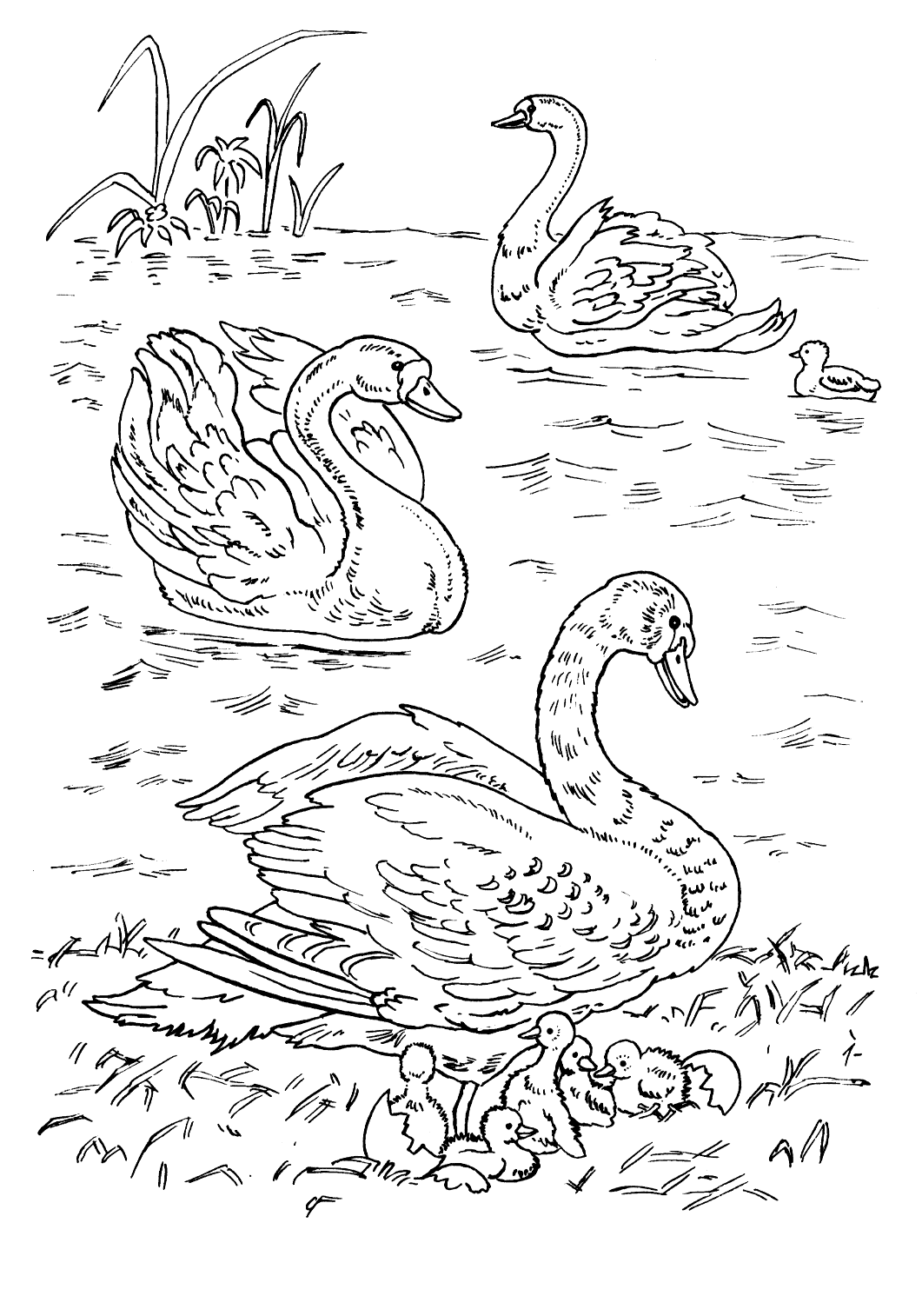 Лебедь раскраска