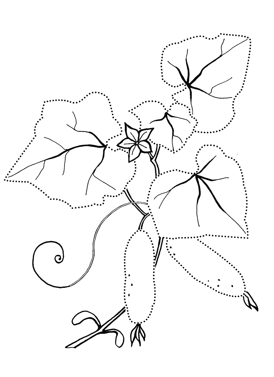 Огурец растение раскраска