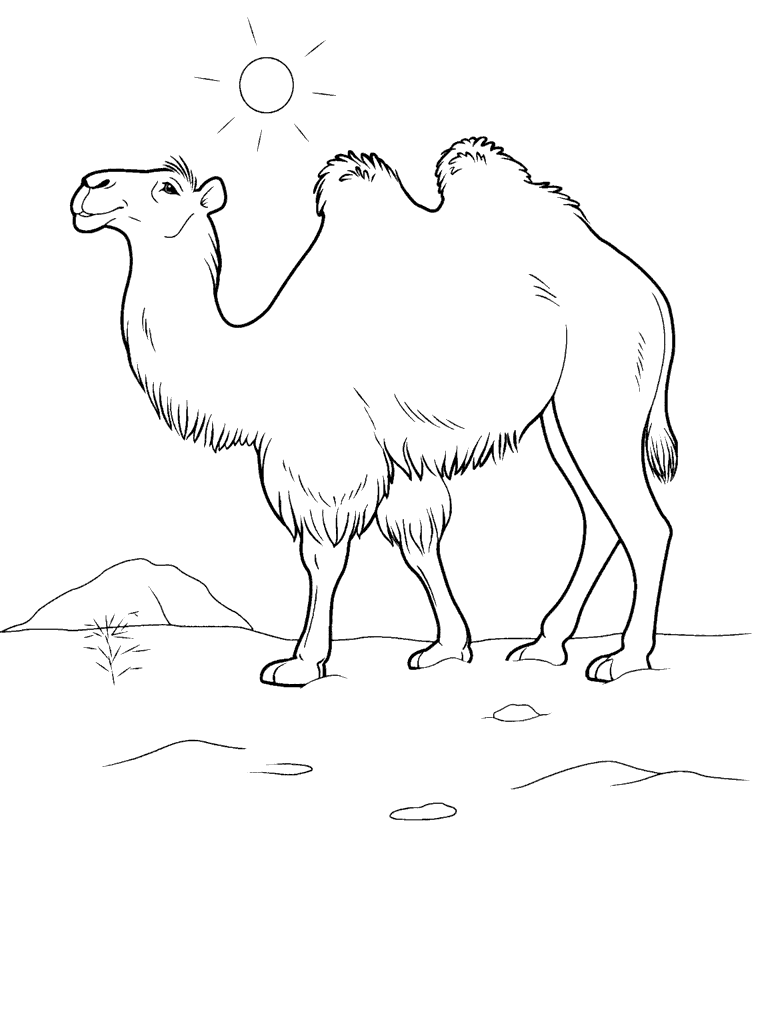 Раскраски верблюд, Раскраска верблюды Дикие животные.
