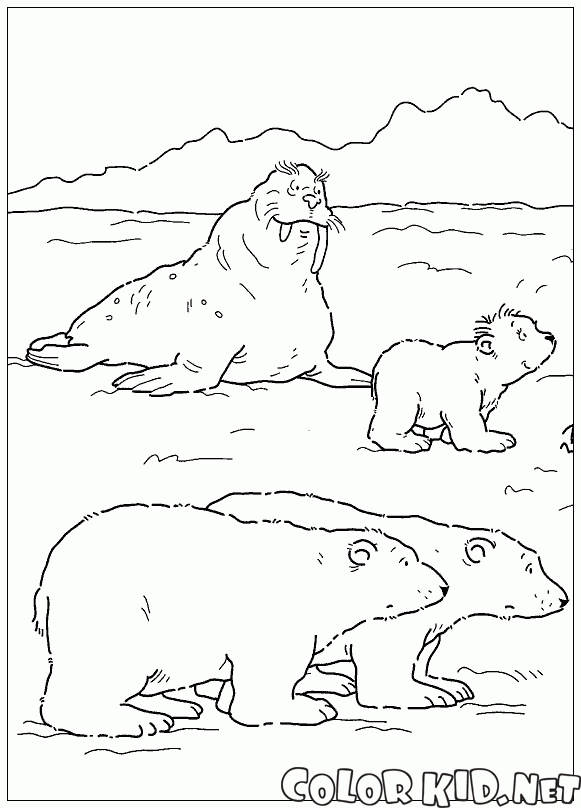 Морж и медведи