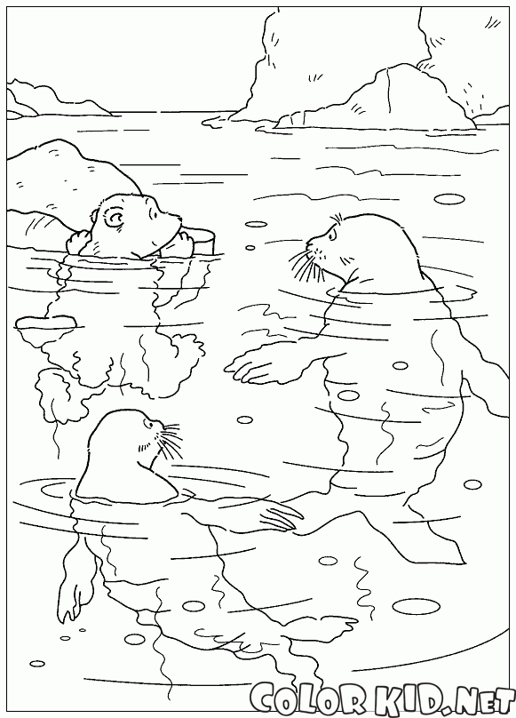 Ларс и тюлени