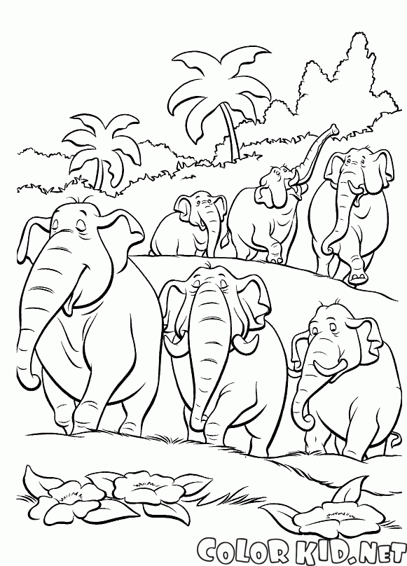 Стая слонов