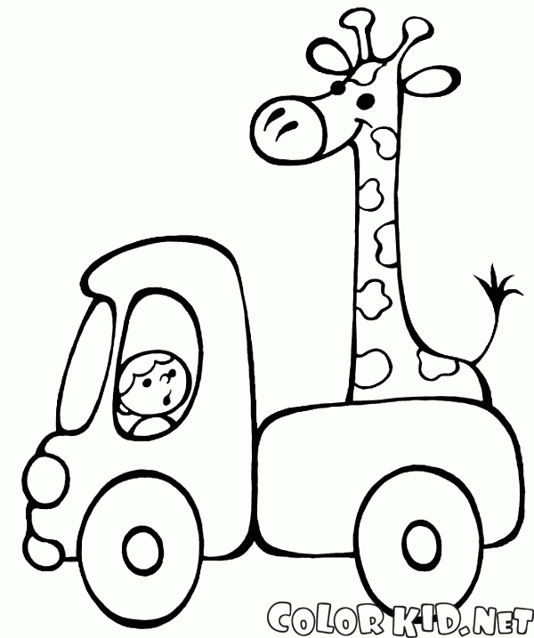 Жираф едит на машине