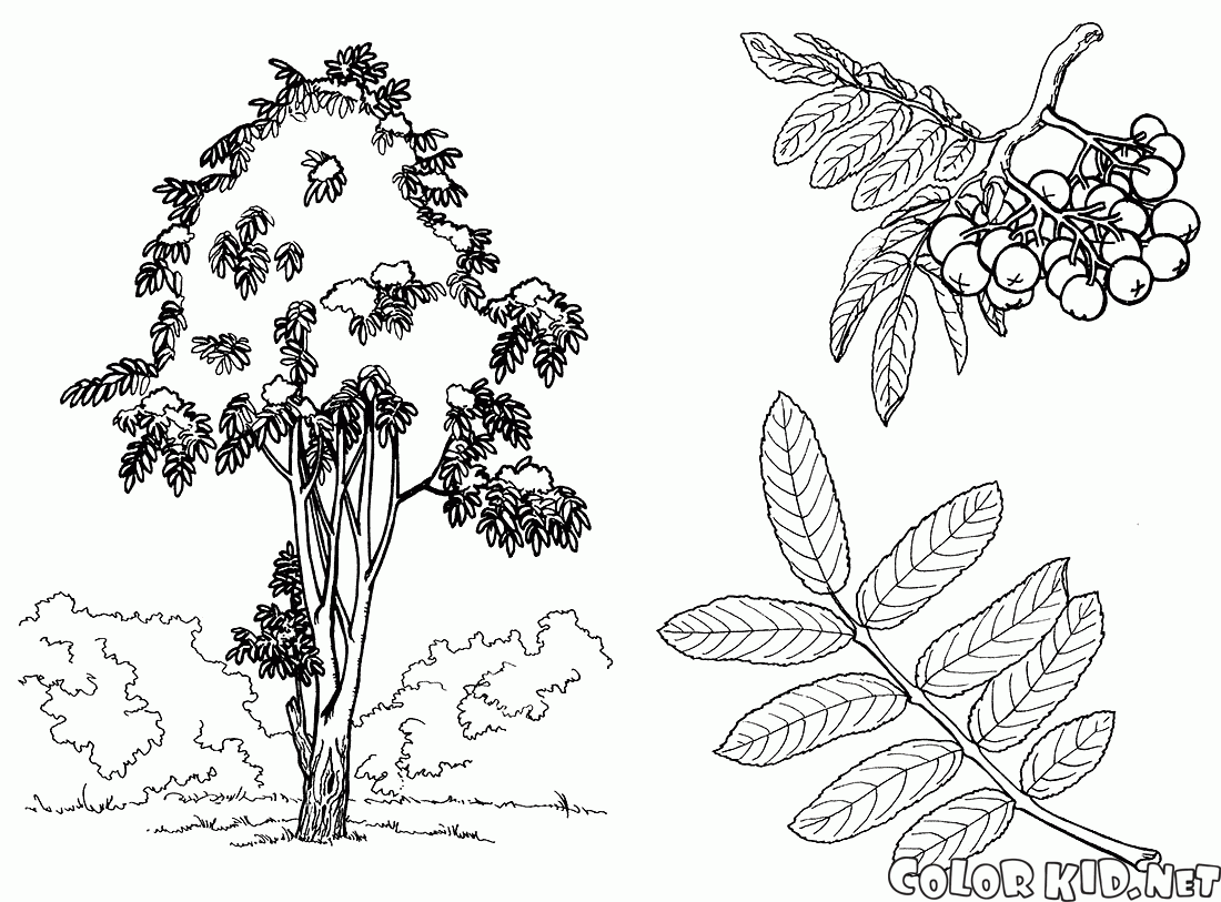 Дерево рябина