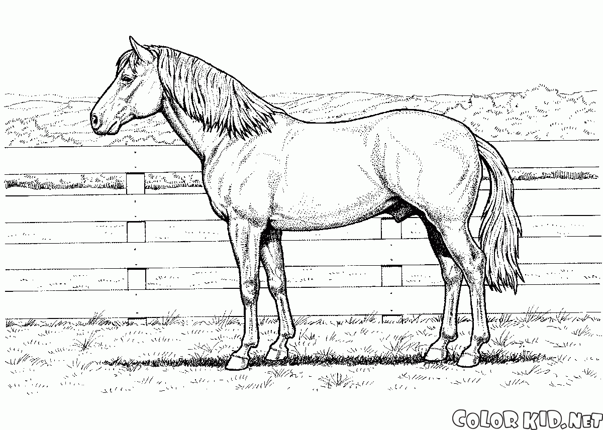 Конь на ферме