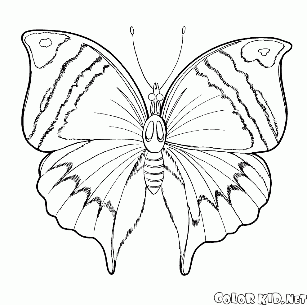 Весенняя бабочка