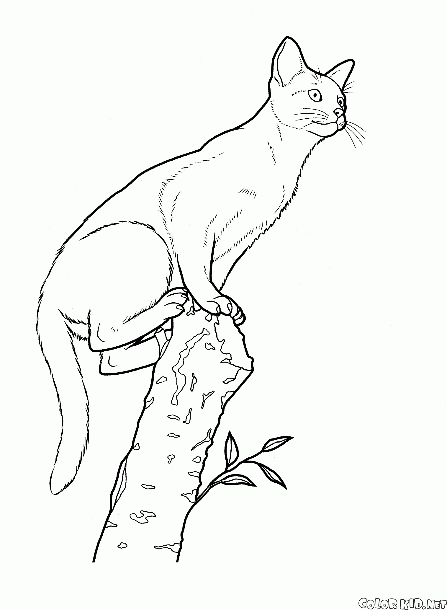 Абиссинская кошка