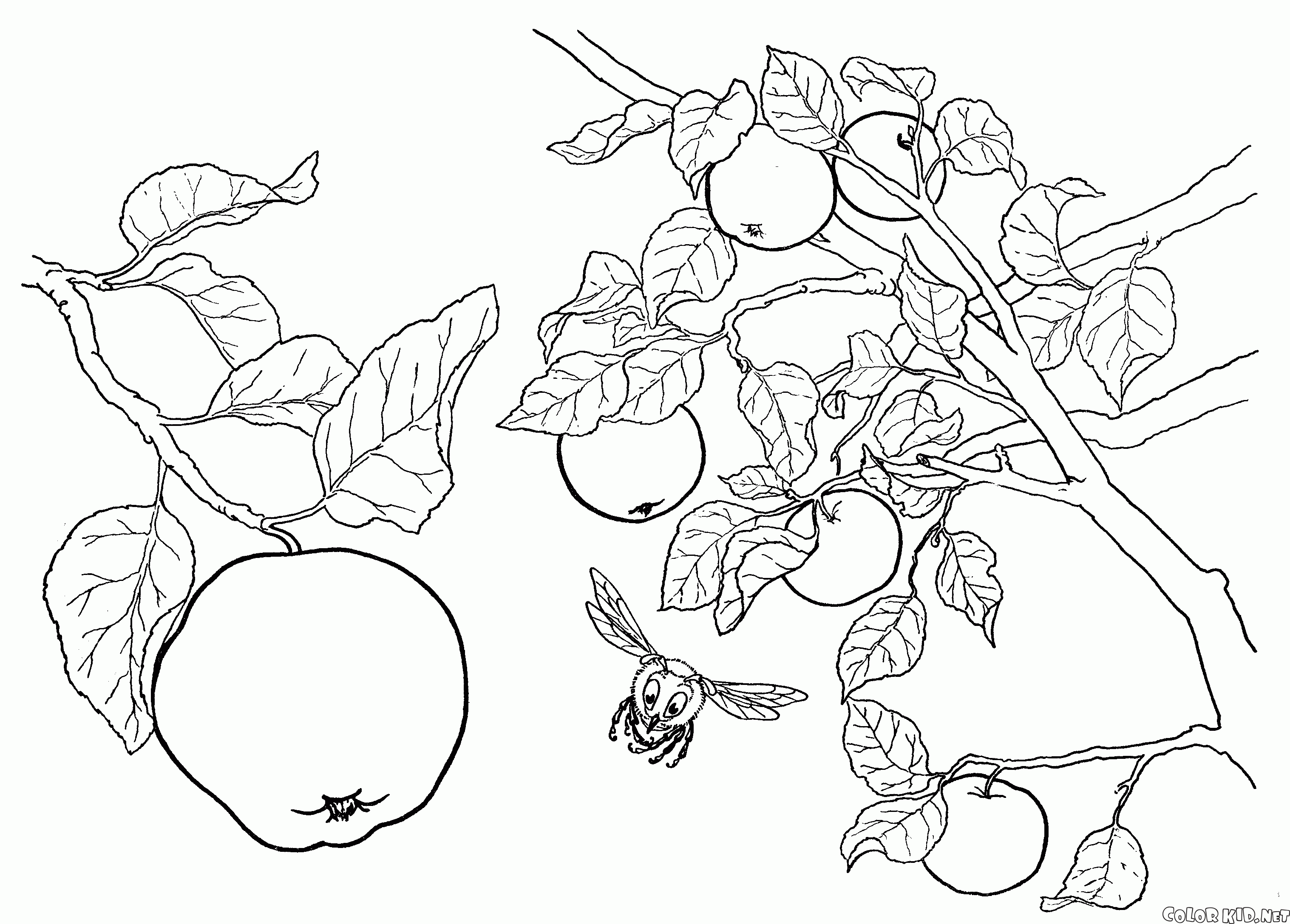 Раскраска - Плоды яблони
