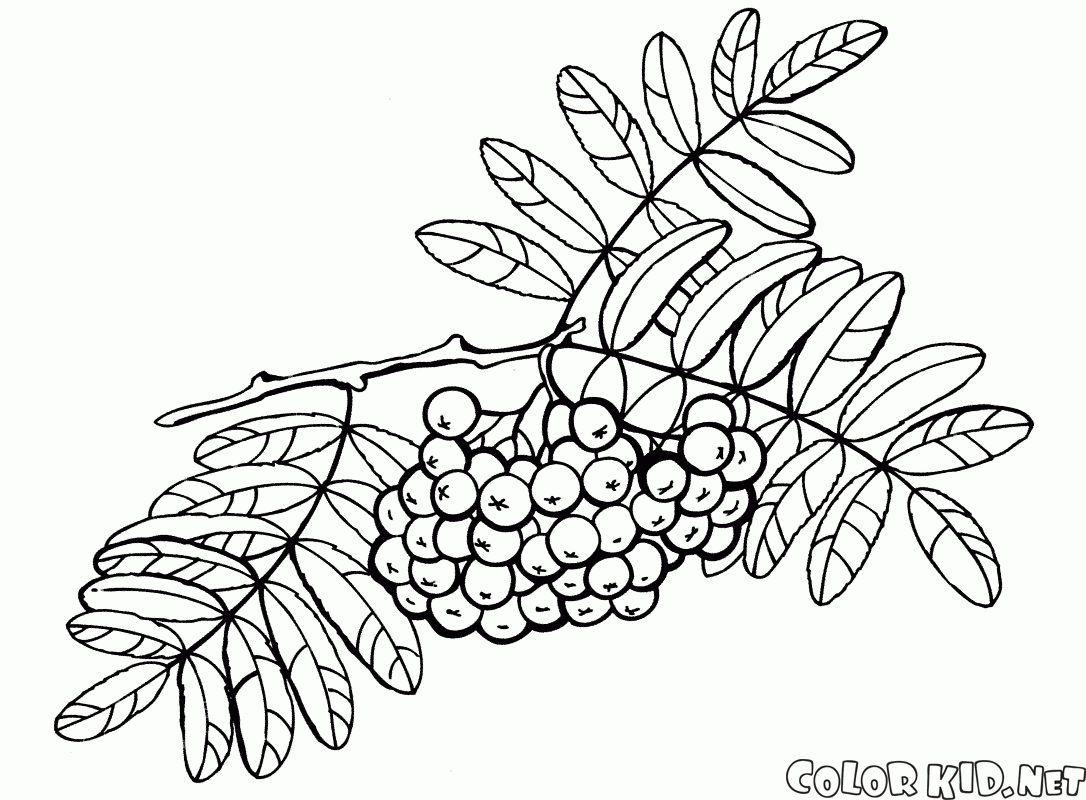 Раскраски Раскраска Ягоды лесные ягоды, Раскраски скачать и распечатать бесплатно.
