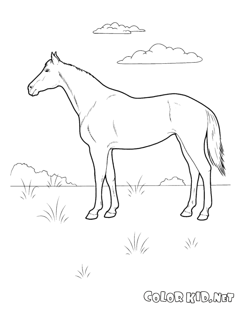 Лошадь на лугу