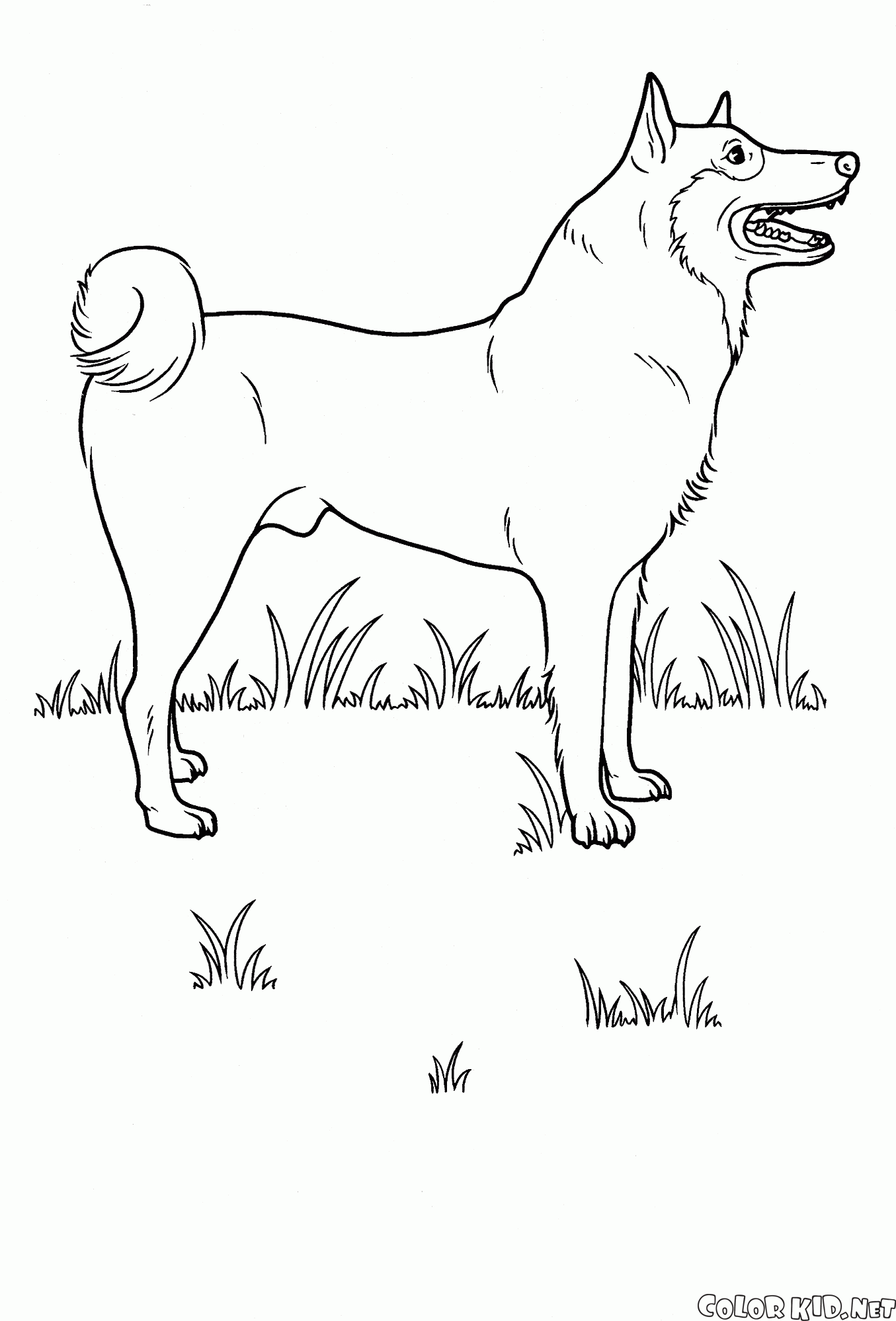 Собака на лугу