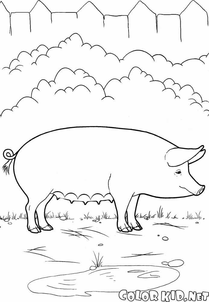 Свинья на ферме