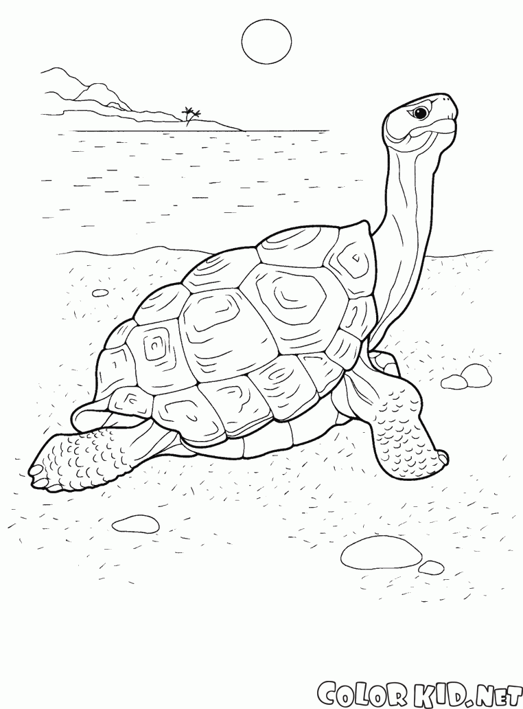 Черепаха у берега моря