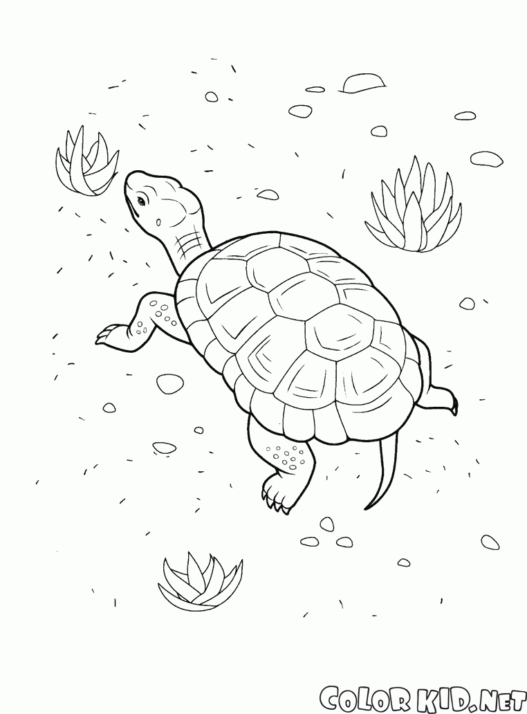 Черепаха на пляже