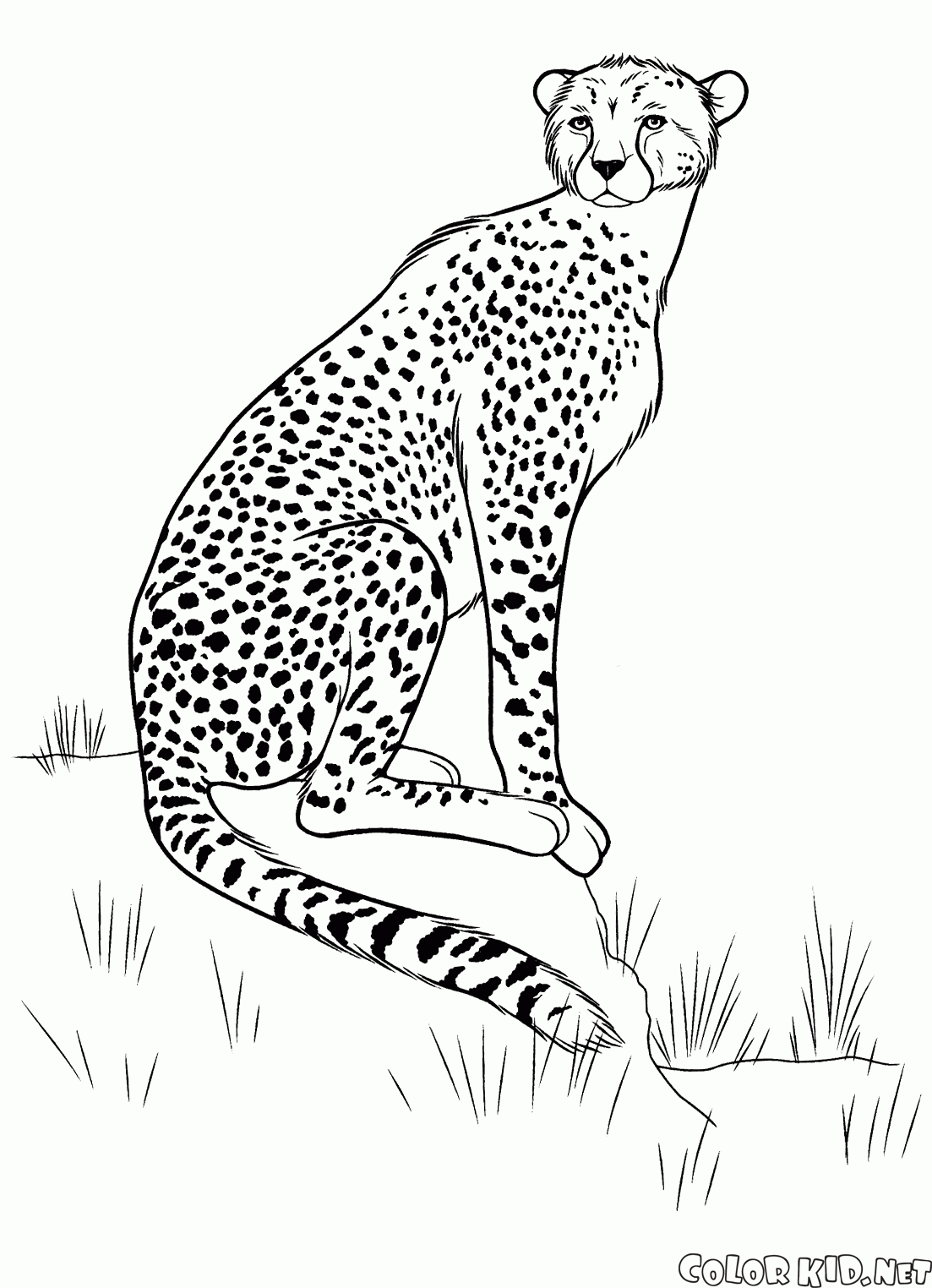 Гепард на охоте
