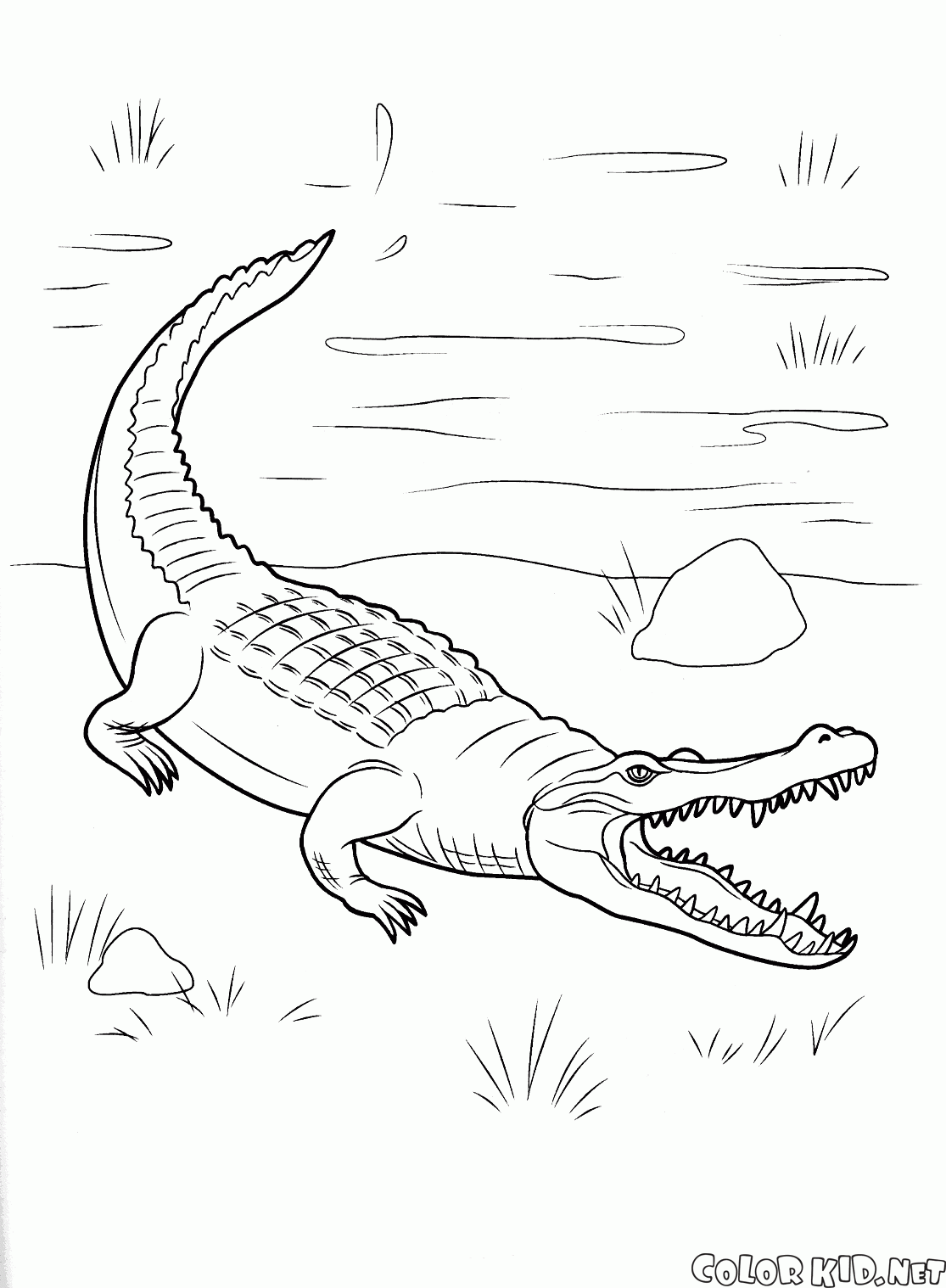 Крокодил вышел на сушу