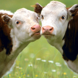 Домашние животные