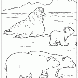 Морж и медведи