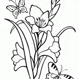 Гладиолус