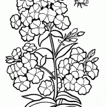 Флоксы