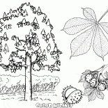 Дерево каштан