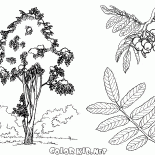 Дерево рябина