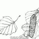 Листья берёзы