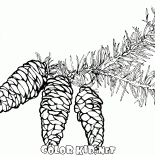 Еловая ветка с шишками