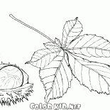 Плод и лист каштана