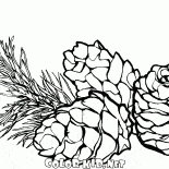 Кедровые шишки