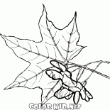 Лист и семена клена