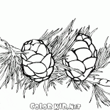 Лиственница хвои