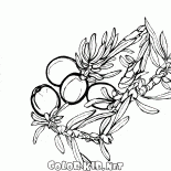 Можжевельник в расцвете