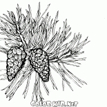 Сосна в расцвете