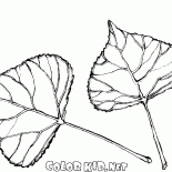 Листья тополя