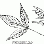 Лист и семеня ясеня