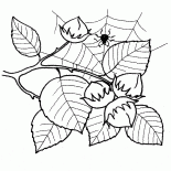 Плоды лещины