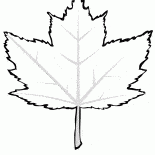 Красный клен