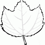 Полосатый клен