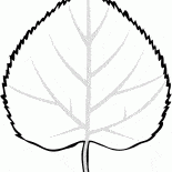 Лист липы