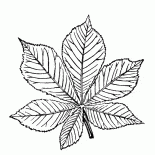 Лист каштана