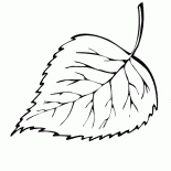 Березовый лист падает