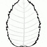 Лист березы