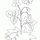 Земляника цветет летом