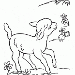 Веселая овечка